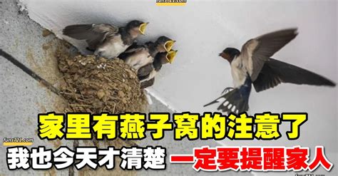 燕子飛進來|【燕子飛進家裡】燕子飛進家裡，屋主暴富徵兆？破解3大現象